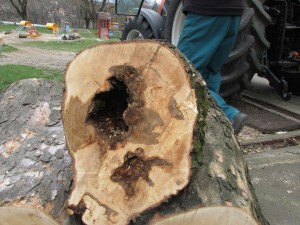 Fakivágások - beteg fák