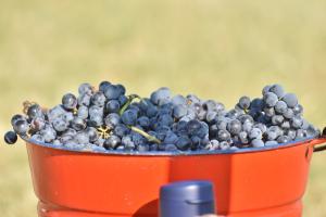 pulya-paloc-olimpia-007