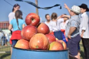 pulya-paloc-olimpia-025