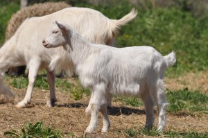 kecske-003