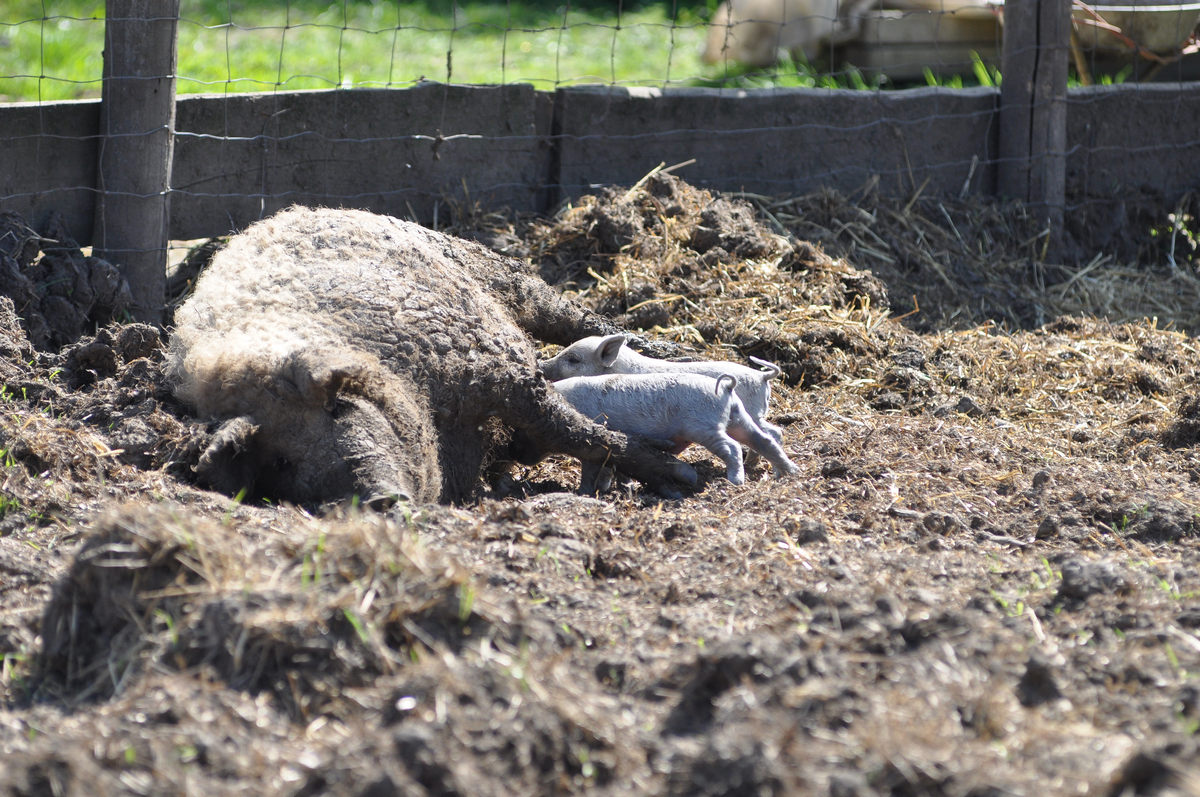mangalica-005