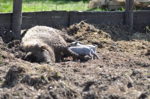 mangalica-005