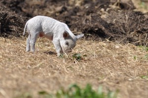 mangalica-015