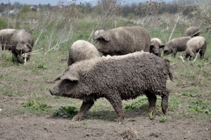 nagyhegyesi-vendegek-016 