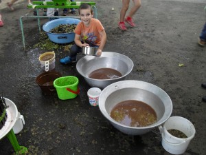 nagyred-ovoda-szuret-029 