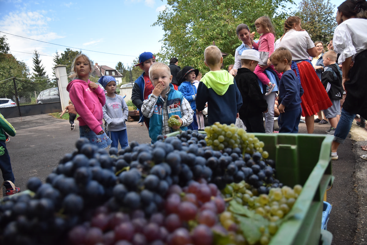 nagyrede-ovi-szuret-01